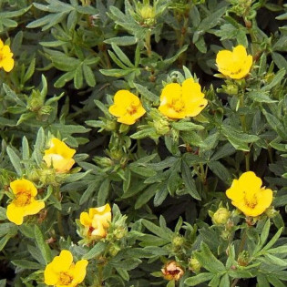 Potentilla fruticosa Pięciornik krzewiasty Goldteppich