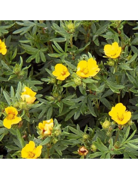 Potentilla fruticosa Pięciornik krzewiasty Goldteppich