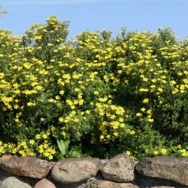 Goldteppich Pięciornik krzewiasty Potentilla fruticosa
