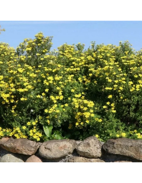 Goldteppich Pięciornik krzewiasty Potentilla fruticosa
