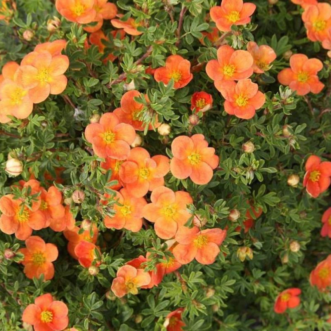 Orangeade Potentilla fruticosa Pięciornik krzewiasty