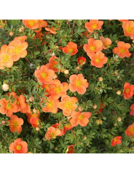 Orangeade Potentilla fruticosa Pięciornik krzewiasty