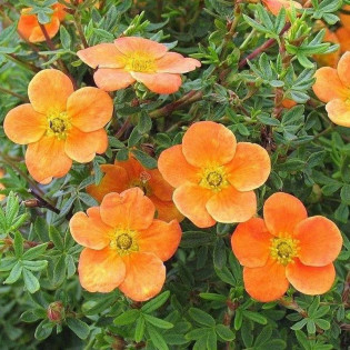 Pięciornik krzewiasty Orangeade Potentilla fruticosa