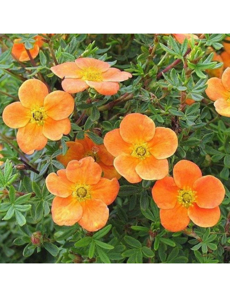 Pięciornik krzewiasty Orangeade Potentilla fruticosa