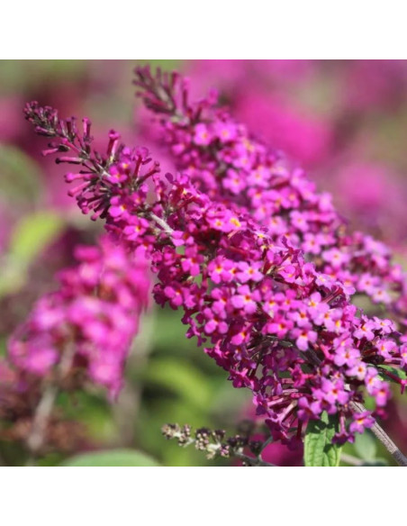 Budleja Miss Ruby PBR Buddleja