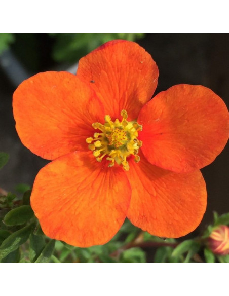 Pięciornik krzewiasty Potentilla fruticosa Hopley's Orange
