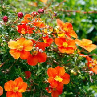 Potentilla fruticosa Pięciornik krzewiasty Hopley's Orange pomarańczowy 2