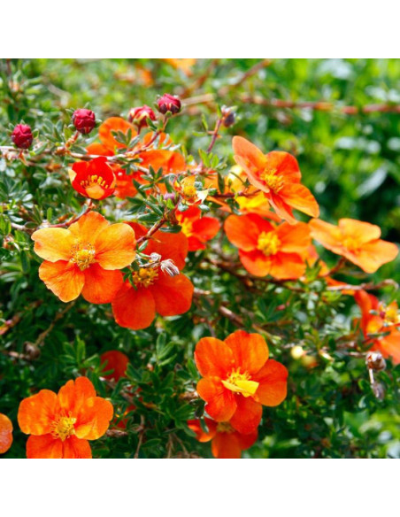 Hopley's Orange Pięciornik krzewiasty Potentilla fruticosa