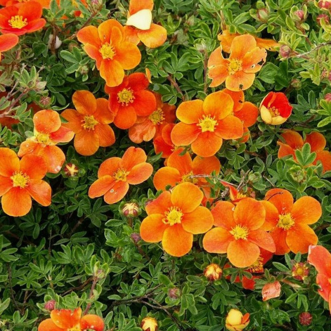 Potentilla fruticosa Pięciornik krzewiasty Hopley's Orange pomarańczowy