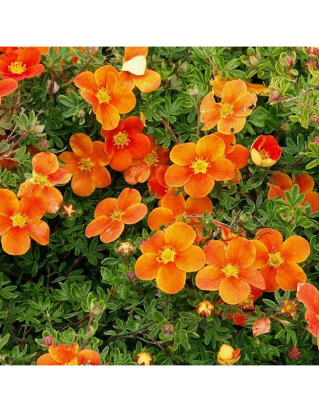 Potentilla fruticosa Pięciornik krzewiasty Hopley's Orange pomarańczowy