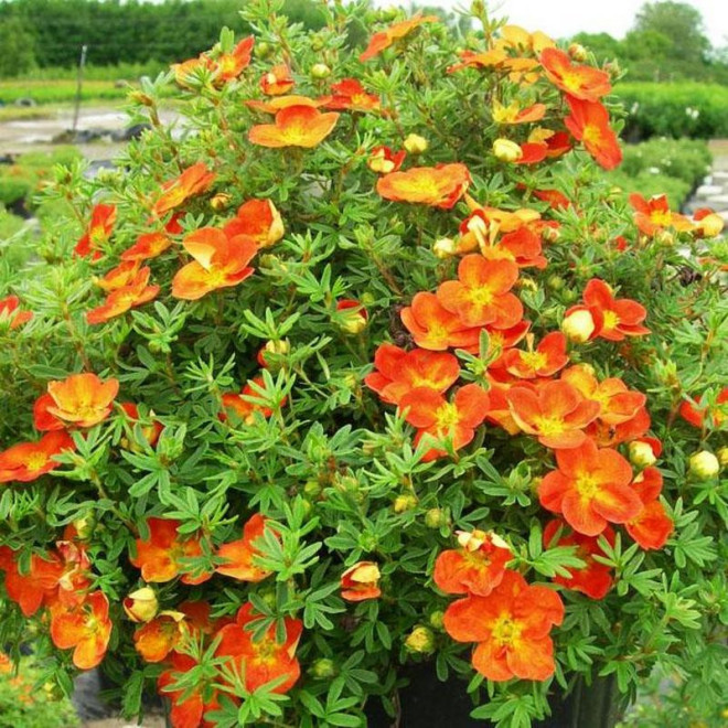 Potentilla fruticosa Pięciornik krzewiasty Hopley's Orange