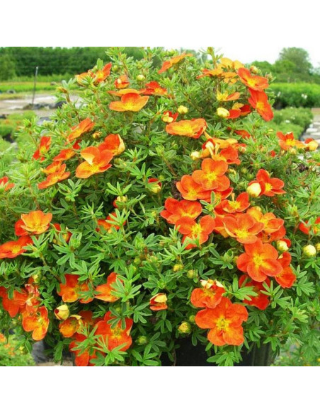 Potentilla fruticosa Pięciornik krzewiasty Hopley's Orange
