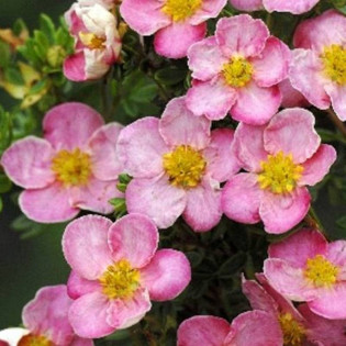 Pięciornik krzewiasty New Dawn Potentilla fruticosa