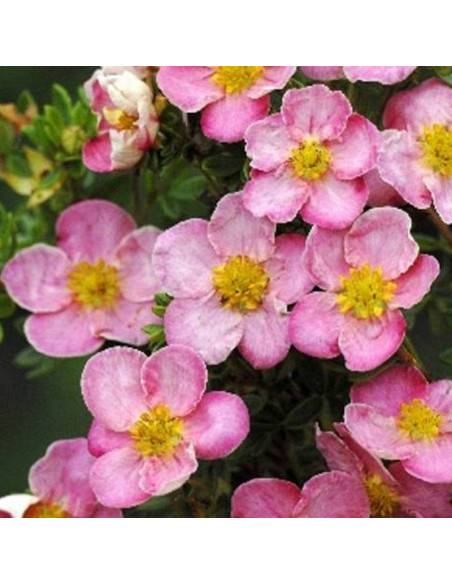 Pięciornik krzewiasty New Dawn Potentilla fruticosa