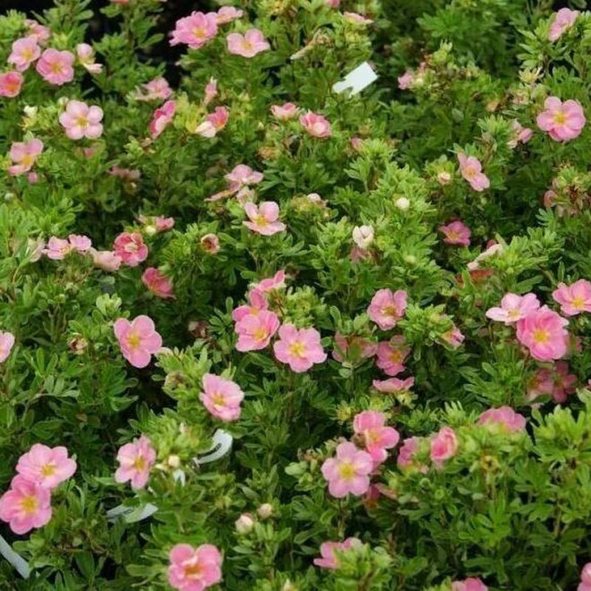 New Dawn Potentilla fruticosa Pięciornik krzewiasty