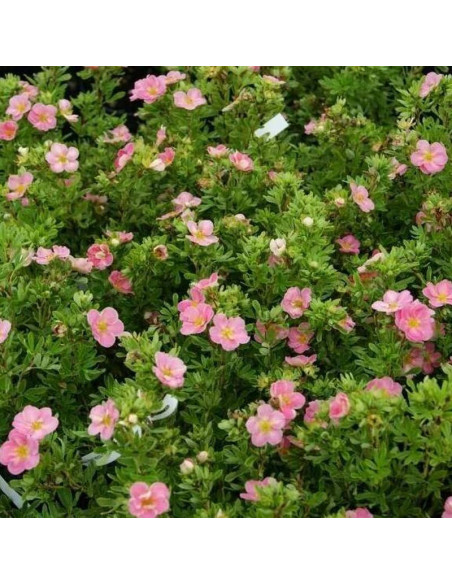 New Dawn Potentilla fruticosa Pięciornik krzewiasty