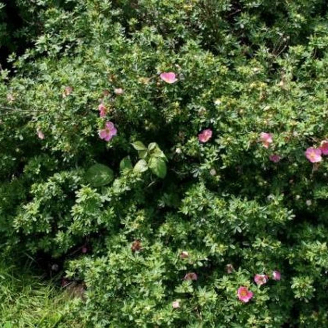 Potentilla fruticosa Pięciornik krzewiasty New Dawn
