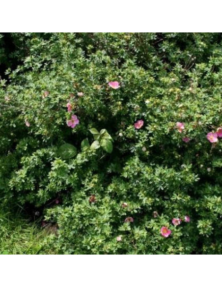 Potentilla fruticosa Pięciornik krzewiasty New Dawn