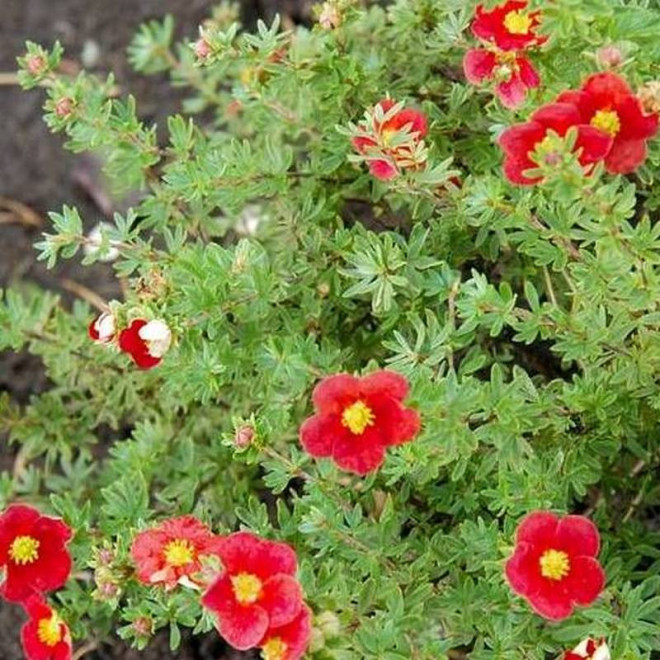 Marrob Potentilla fruticosa Pięciornik krzewiasty Marian Red Robin