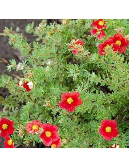 Marrob Potentilla fruticosa Pięciornik krzewiasty Marian Red Robin