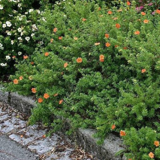 Marian Red Robin Marrob Potentilla fruticosa Pięciornik krzewiasty 2