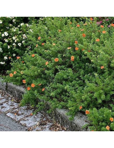 Pięciornik krzewiasty Marian Red Robin Marrob Potentilla fruticosa