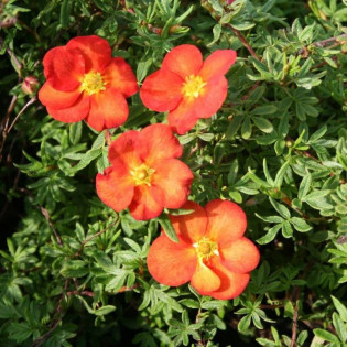 Marian Red Robin Marrob Potentilla fruticosa Pięciornik krzewiasty