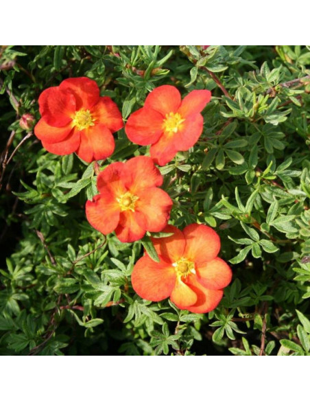 Marian Red Robin Marrob Potentilla fruticosa Pięciornik krzewiasty