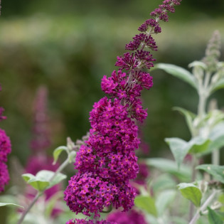 Budleja Miss Ruby PBR Buddleja 2