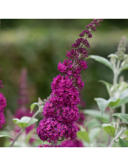 Miss Ruby Budleja PBR Buddleja