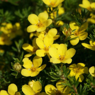 Kobold Pięciornik krzewiasty Potentilla fruticosa