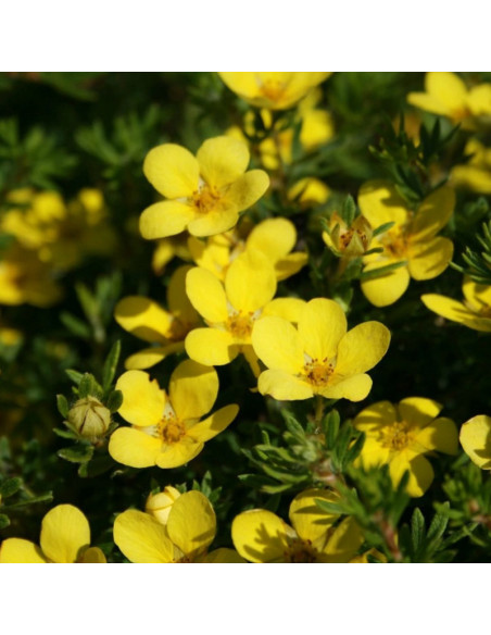 Kobold Pięciornik krzewiasty Potentilla fruticosa