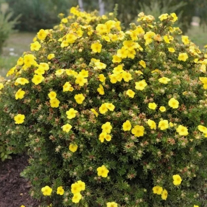 Potentilla fruticosa Pięciornik krzewiasty Kobold