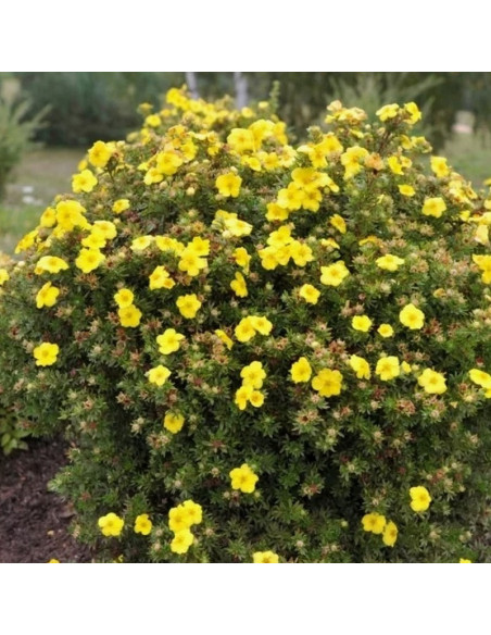 Potentilla fruticosa Pięciornik krzewiasty Kobold