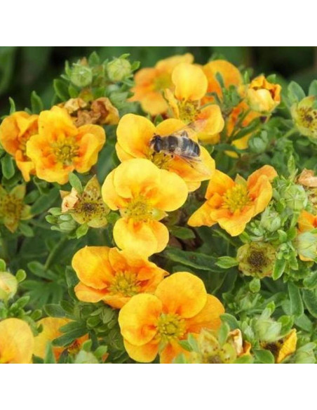 Pięciornik krzewiasty Mango Tango PBR Potentilla fruticosa