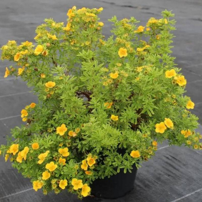 Mango Tango PBR Potentilla fruticosa Pięciornik krzewiasty