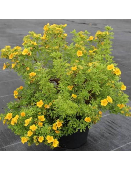 Mango Tango PBR Potentilla fruticosa Pięciornik krzewiasty