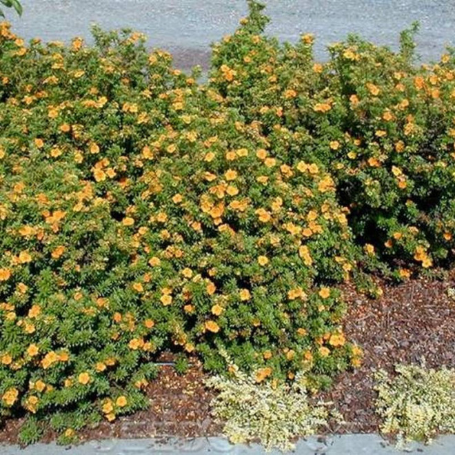 Potentilla fruticosa Pięciornik krzewiasty Mango Tango PBR