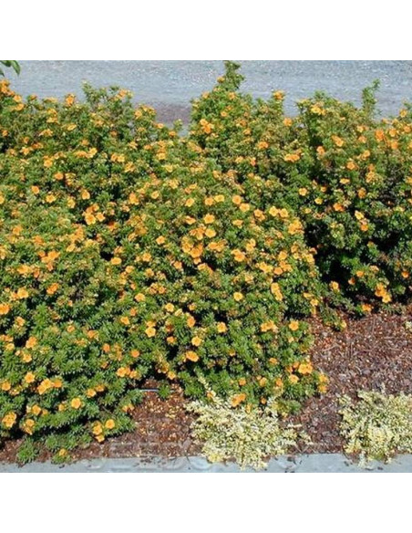 Potentilla fruticosa Pięciornik krzewiasty Mango Tango PBR
