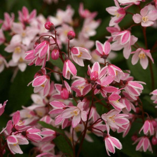 Yuki Cherry Blossom PBR Deutzia Żylistek karłowy