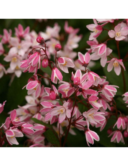 Yuki Cherry Blossom PBR Deutzia Żylistek karłowy
