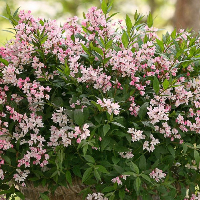 Deutzia Żylistek karłowy Yuki Cherry Blossom PBR