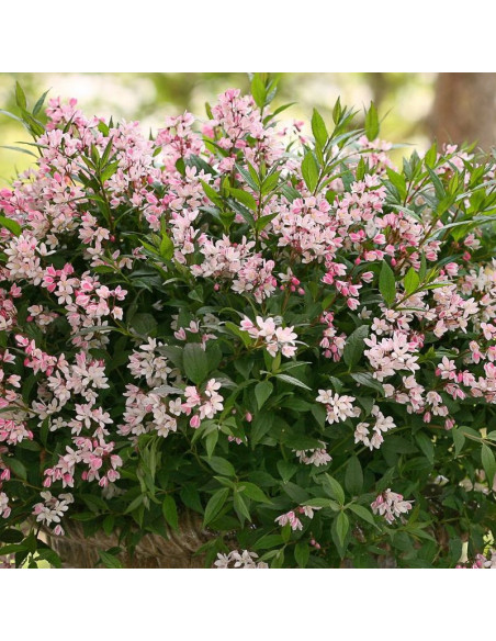 Deutzia Żylistek karłowy Yuki Cherry Blossom PBR