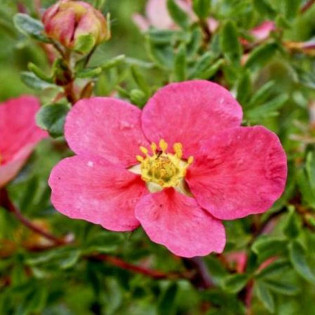 Pięciornik krzewiasty Lovely Pink PBR Potentilla fruticosa