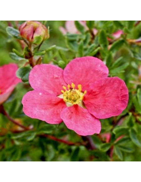 Pięciornik krzewiasty Lovely Pink PBR Potentilla fruticosa