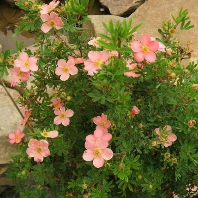Lovely Pink PBR Potentilla fruticosa Pięciornik krzewiasty