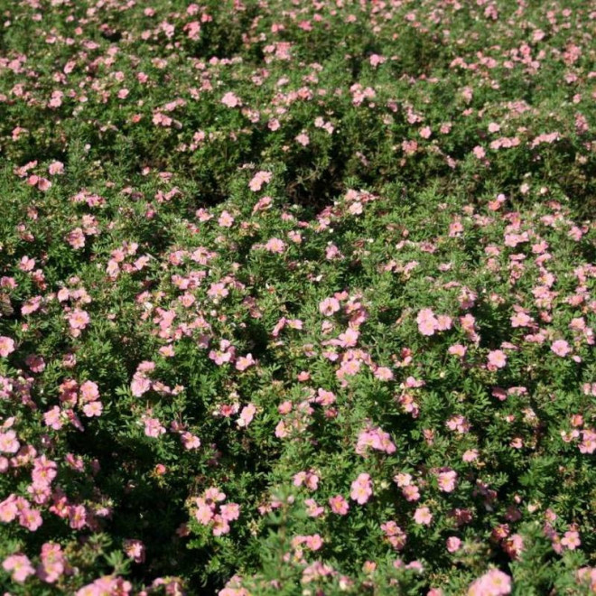 Potentilla fruticosa Pięciornik krzewiasty Lovely Pink PBR