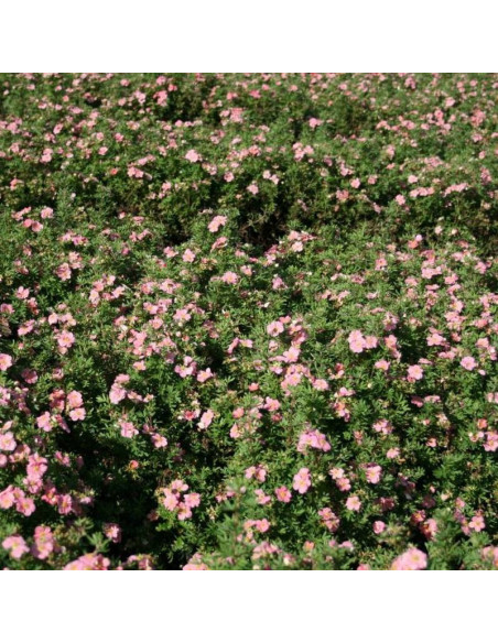 Potentilla fruticosa Pięciornik krzewiasty Lovely Pink PBR