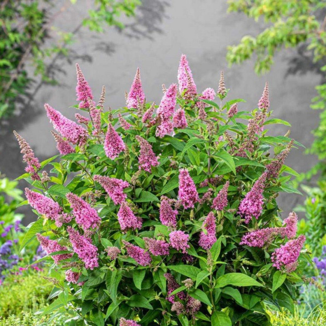 Budleja Pink Micro Chip PBR Buddleja