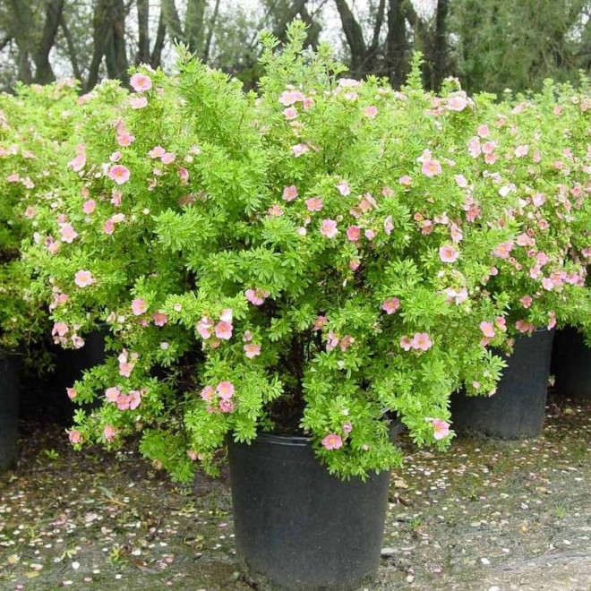 Pięciornik krzewiasty Potentilla fruticosa Lovely Pink PBR